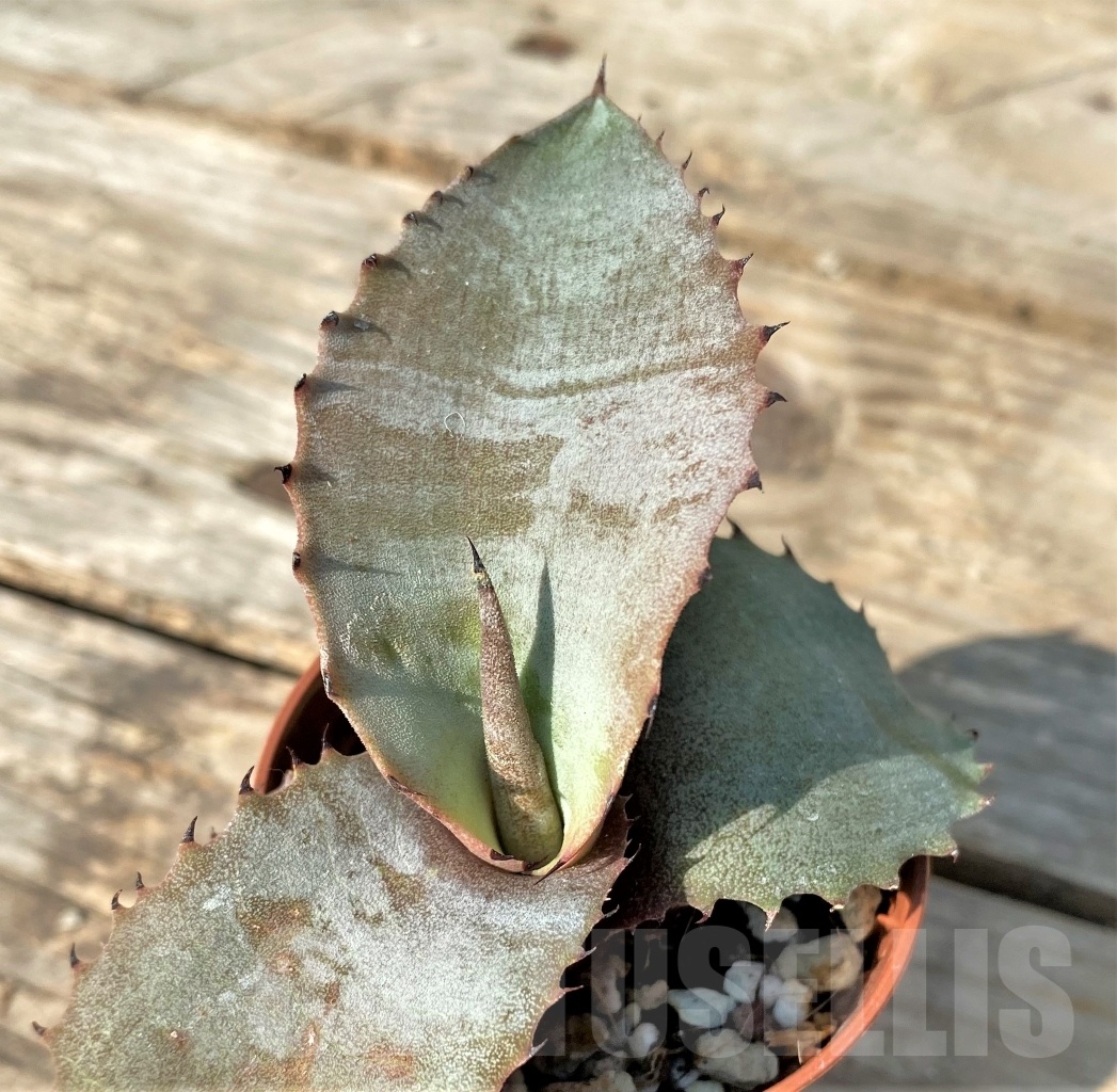 SHPR12514 Agave marmorata
