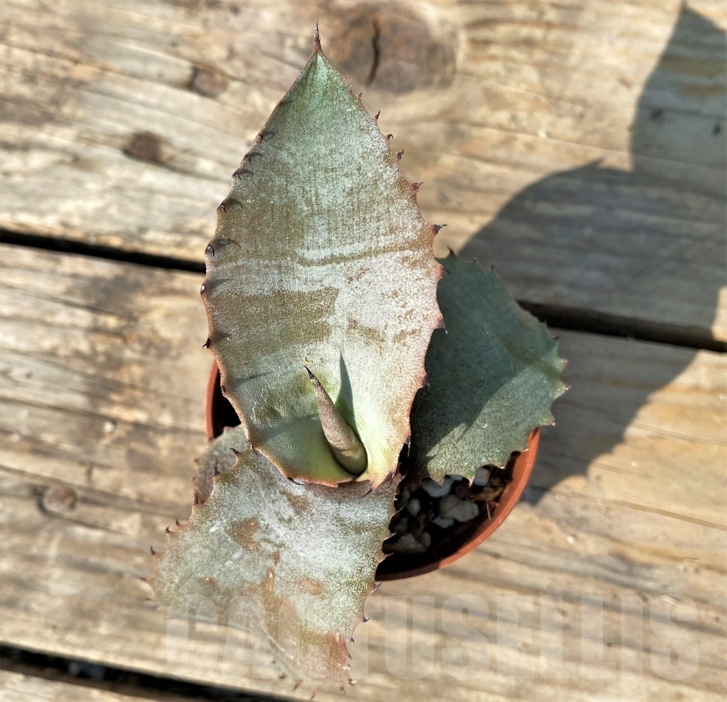 SHPR12514 Agave marmorata - 画像 (2)