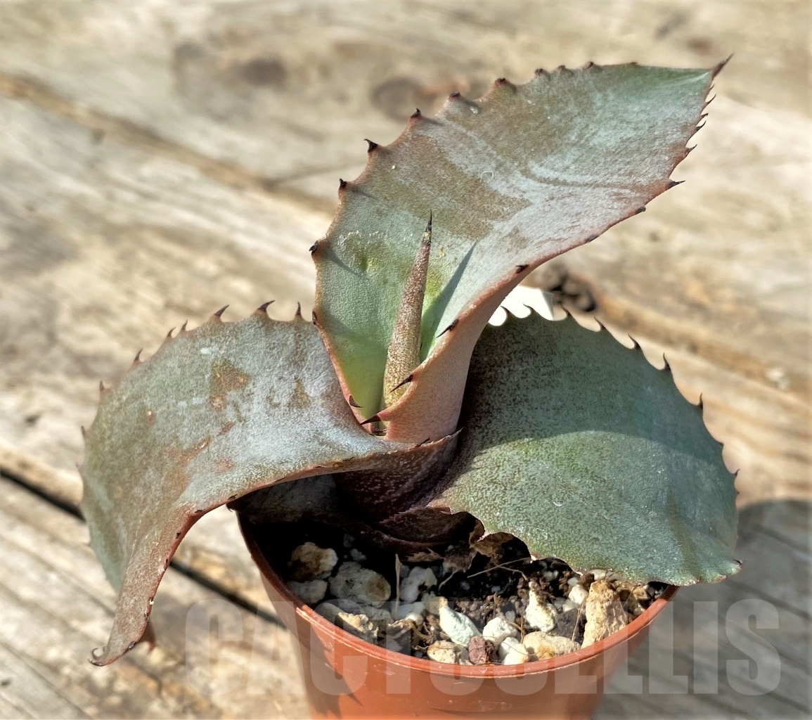 SHPR12514 Agave marmorata - 画像 (3)