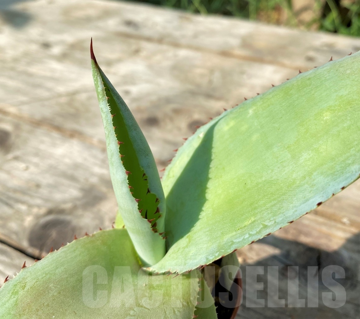 SHPR12516 Agave cupreata