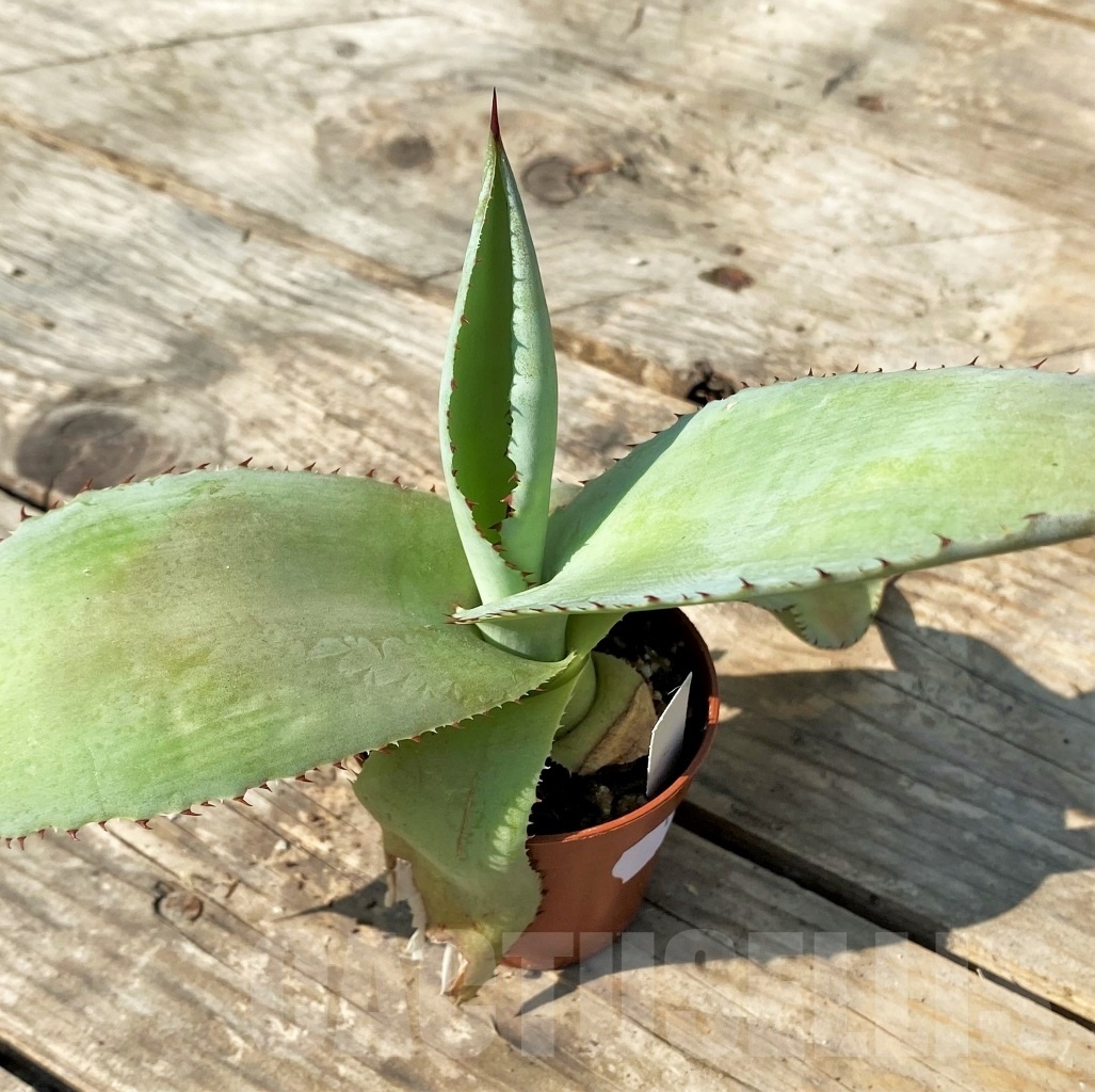 SHPR12516 Agave cupreata - 画像 (2)