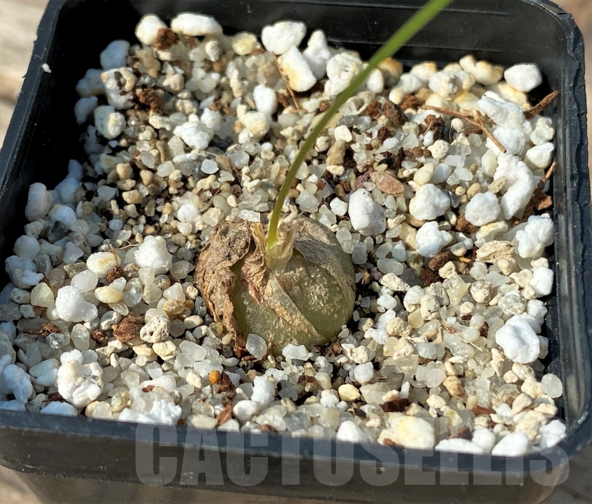 SHPR12517 Schizobasis intricata