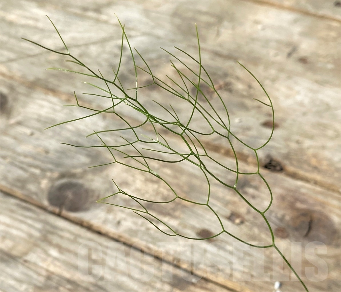 SHPR12517 Schizobasis intricata - Imagen 2