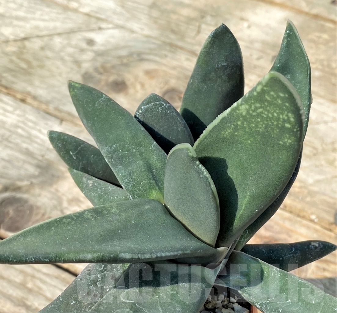 SHPR12518 Gasteria nigricans f. monstrose
