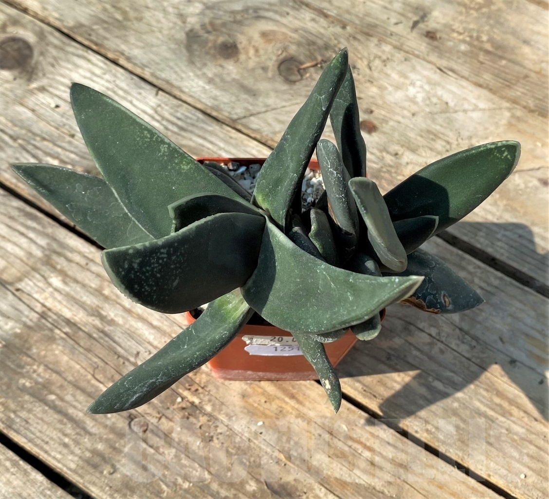 SHPR12518 Gasteria nigricans f. monstrose - Imagen 2