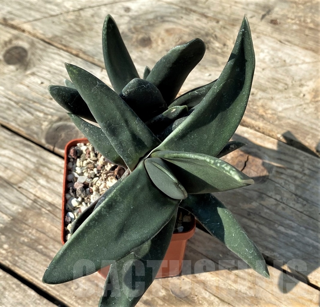 SHPR12518 Gasteria nigricans f. monstrose - Imagen 3