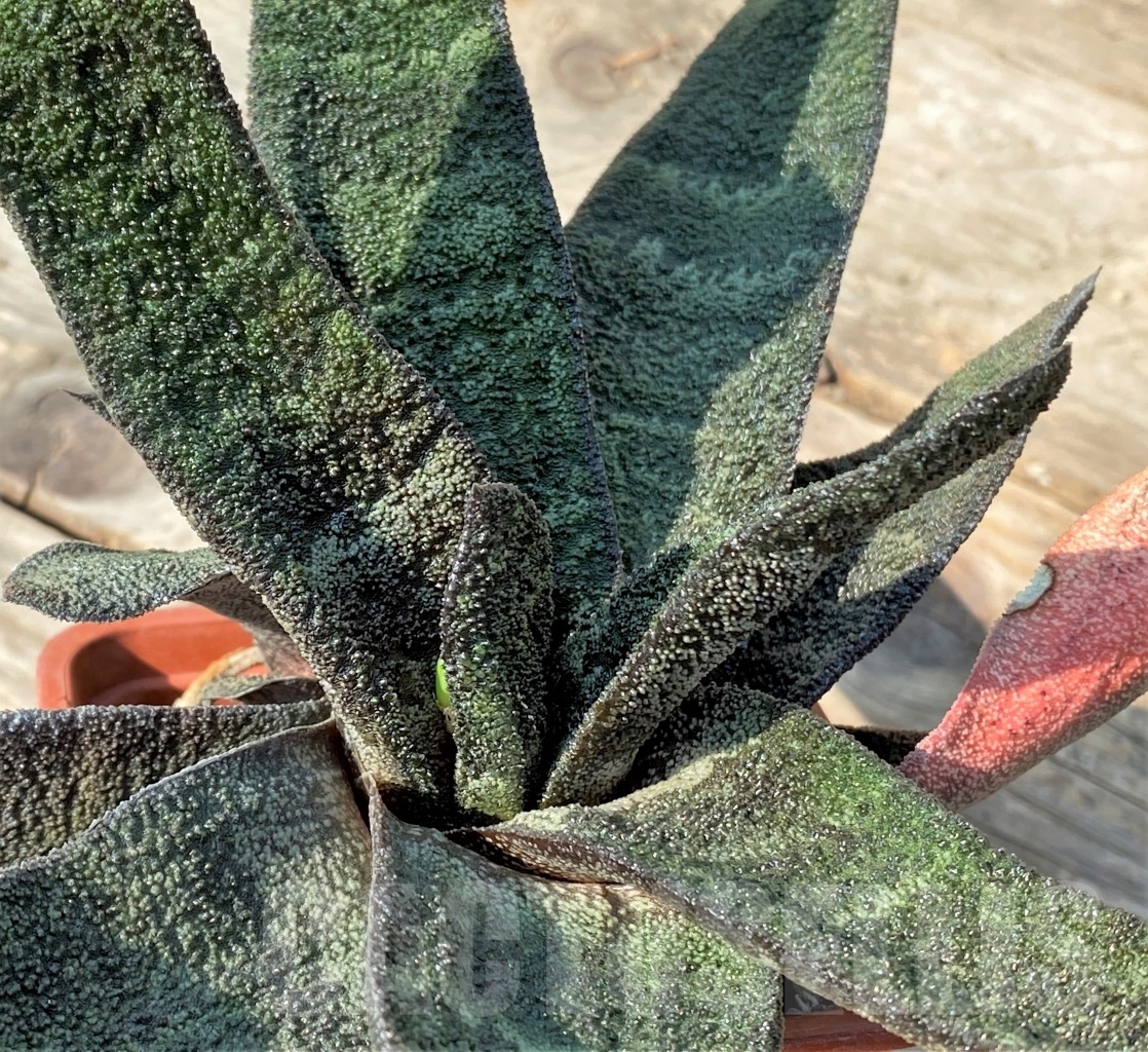 SHPR12519 Gasteria batesiana