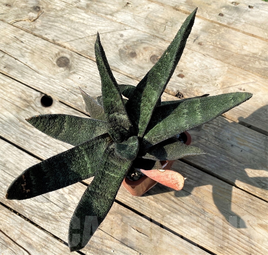 SHPR12519 Gasteria batesiana - Imagen 2