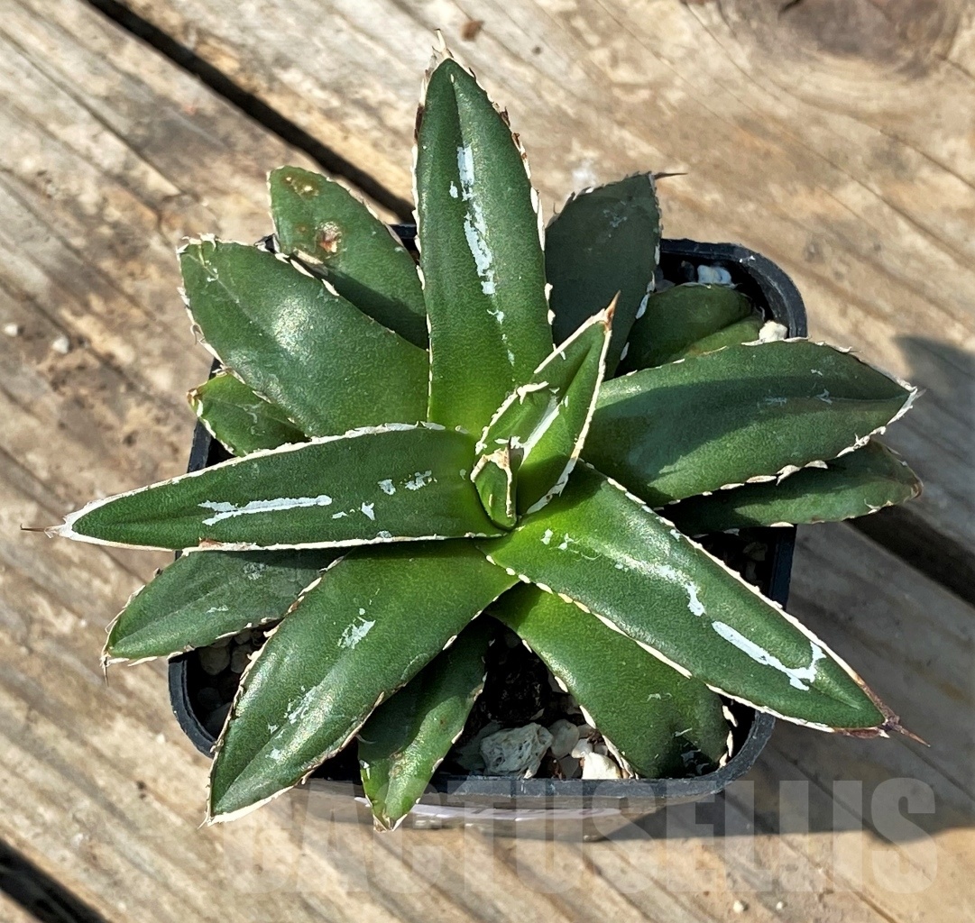 SHPR12520 Agave victoriae-reginae 'Himeson-no-yuki' compact form - Imagen 2