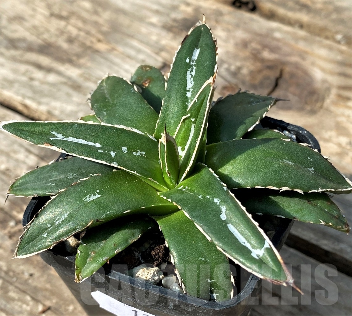 SHPR12520 Agave victoriae-reginae 'Himeson-no-yuki' compact form