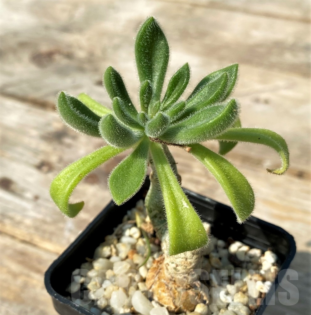 SHPR12522 Tylecodon sp. - Imagen 2