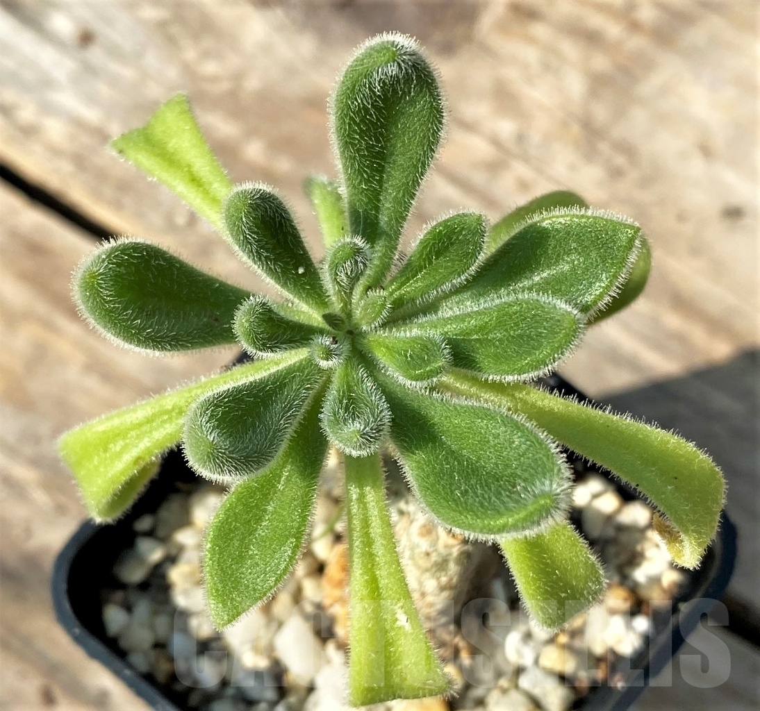 SHPR12522 Tylecodon sp.