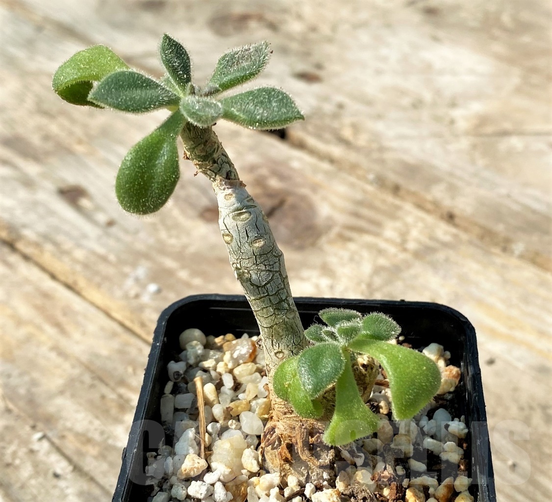 SHPR12523 Tylecodon sp. - Image 2