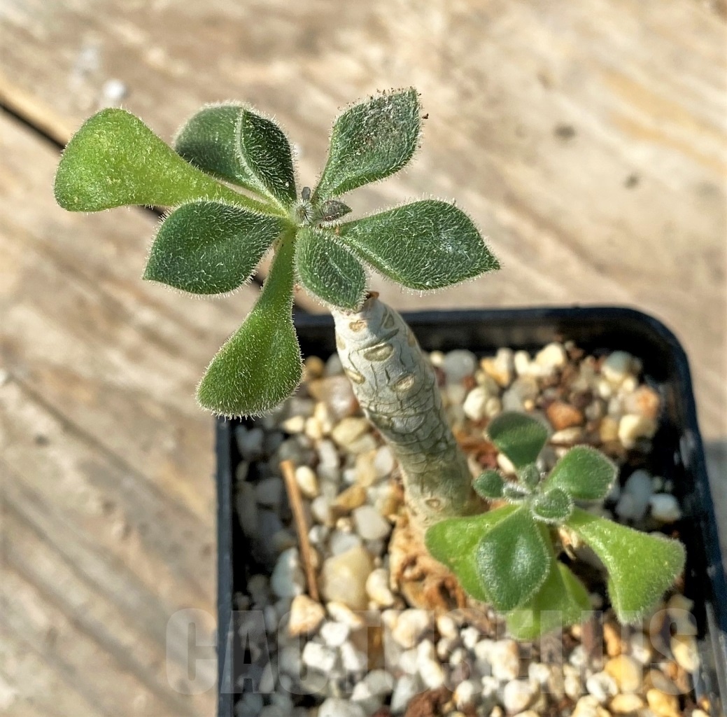 SHPR12523 Tylecodon sp.