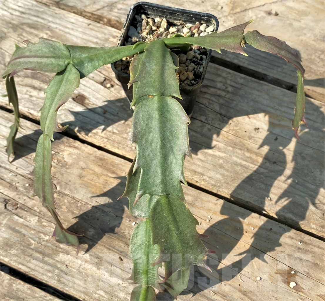 SHPR12525 Schlumbergera hybrid - Image 2