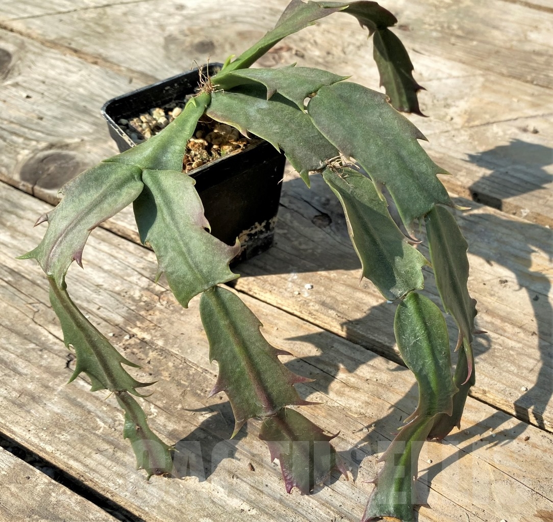 SHPR12525 Schlumbergera hybrid