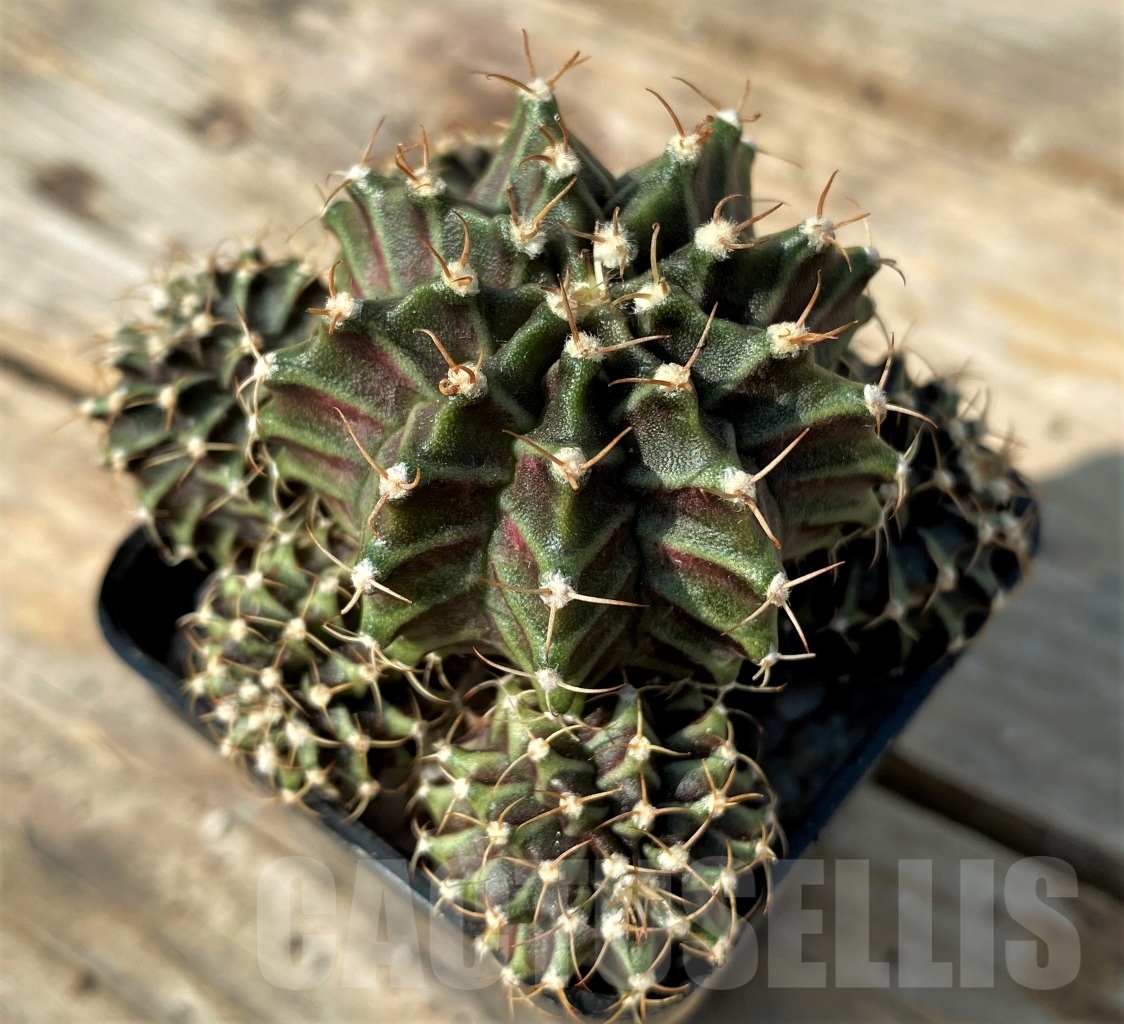 SHPR12526 Gymnocalycium mihanovichii - Image 2