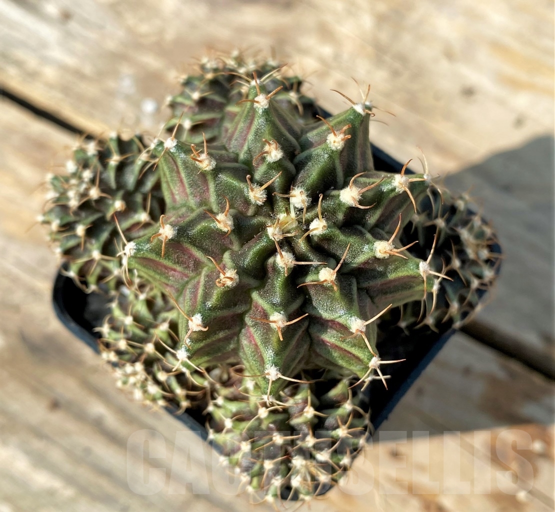 SHPR12526 Gymnocalycium mihanovichii