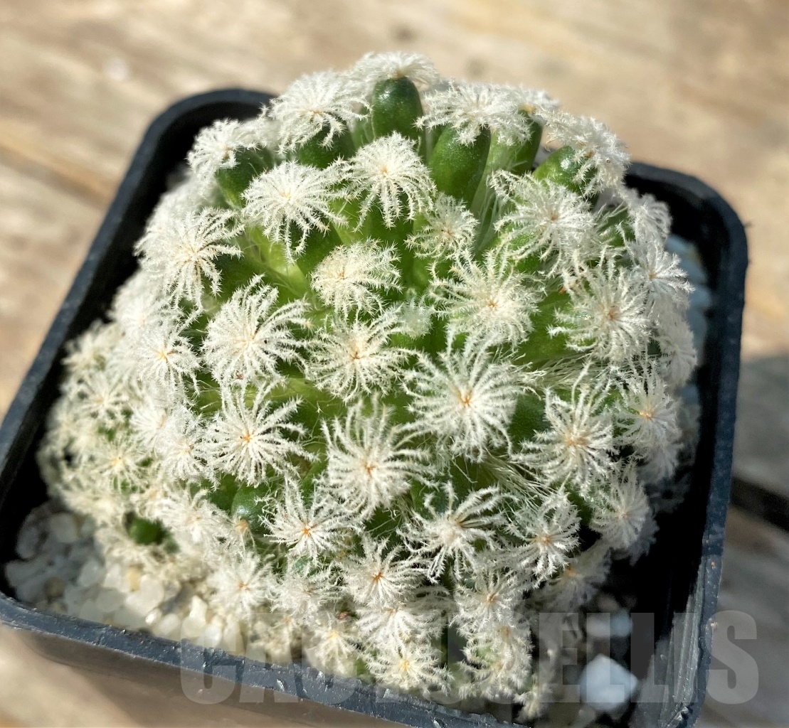SHPR12527 Mammillaria plumosa 'Snow' - Imagen 2