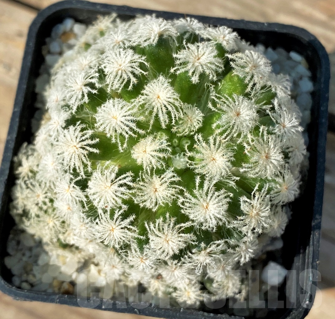 SHPR12527 Mammillaria plumosa 'Snow' - Imagen 3