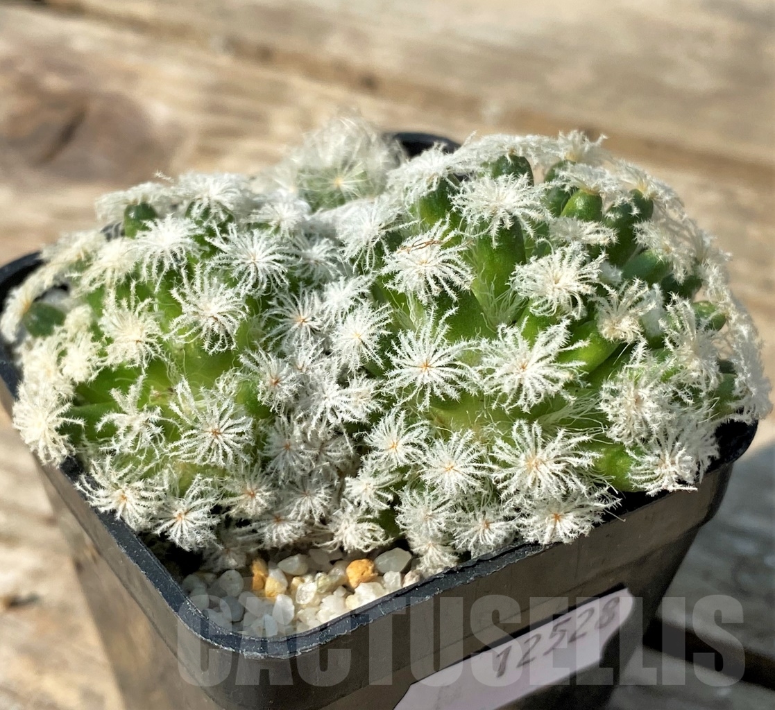 SHPR12528 Mammillaria plumosa 'Snow'