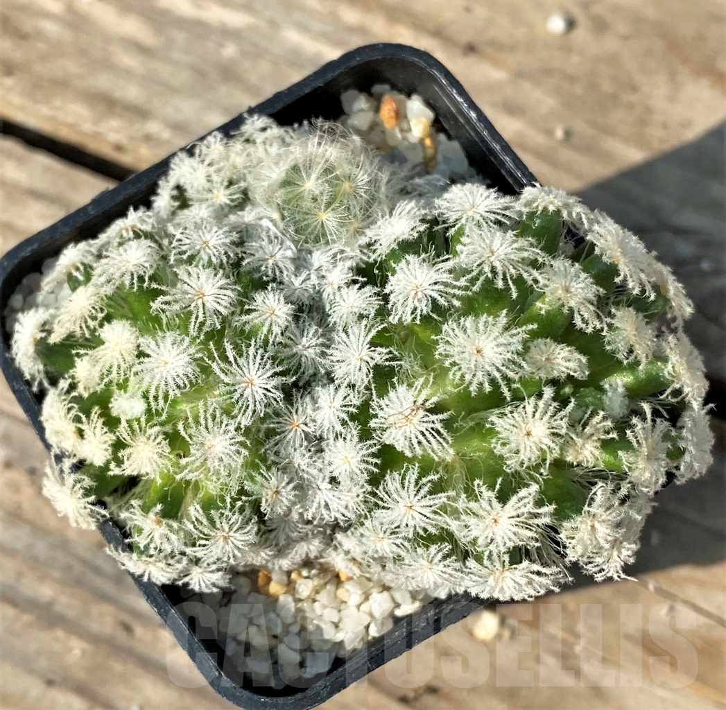SHPR12528 Mammillaria plumosa 'Snow' - Imagen 2