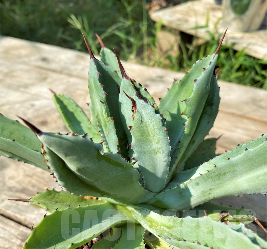 SHPR12529 Agave potatorum 'Cubic'
