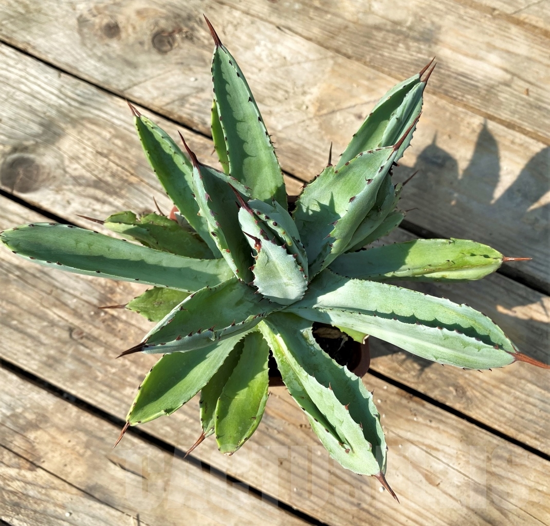 SHPR12529 Agave potatorum 'Cubic' - immagine 2