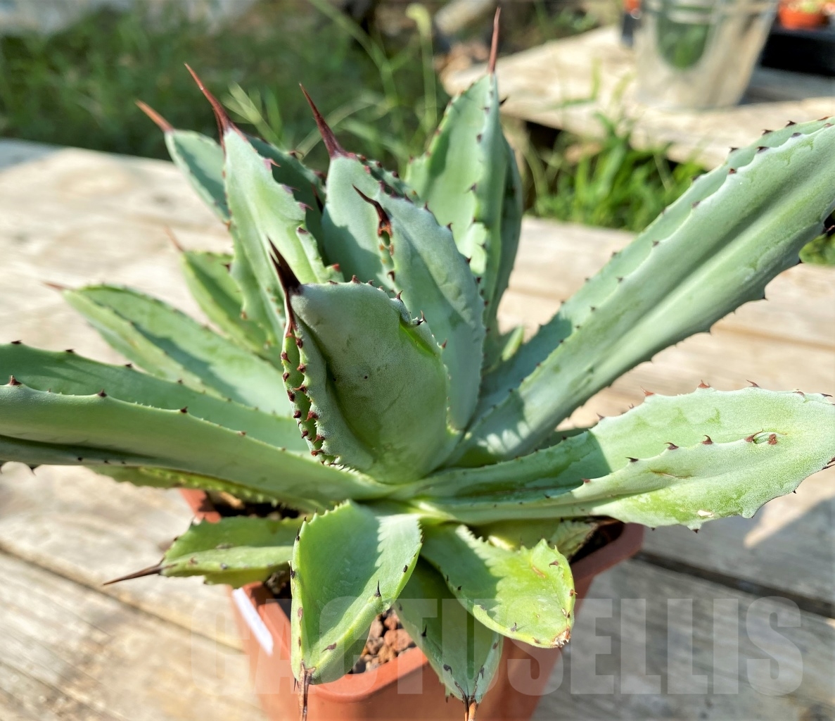 SHPR12529 Agave potatorum 'Cubic' - immagine 3