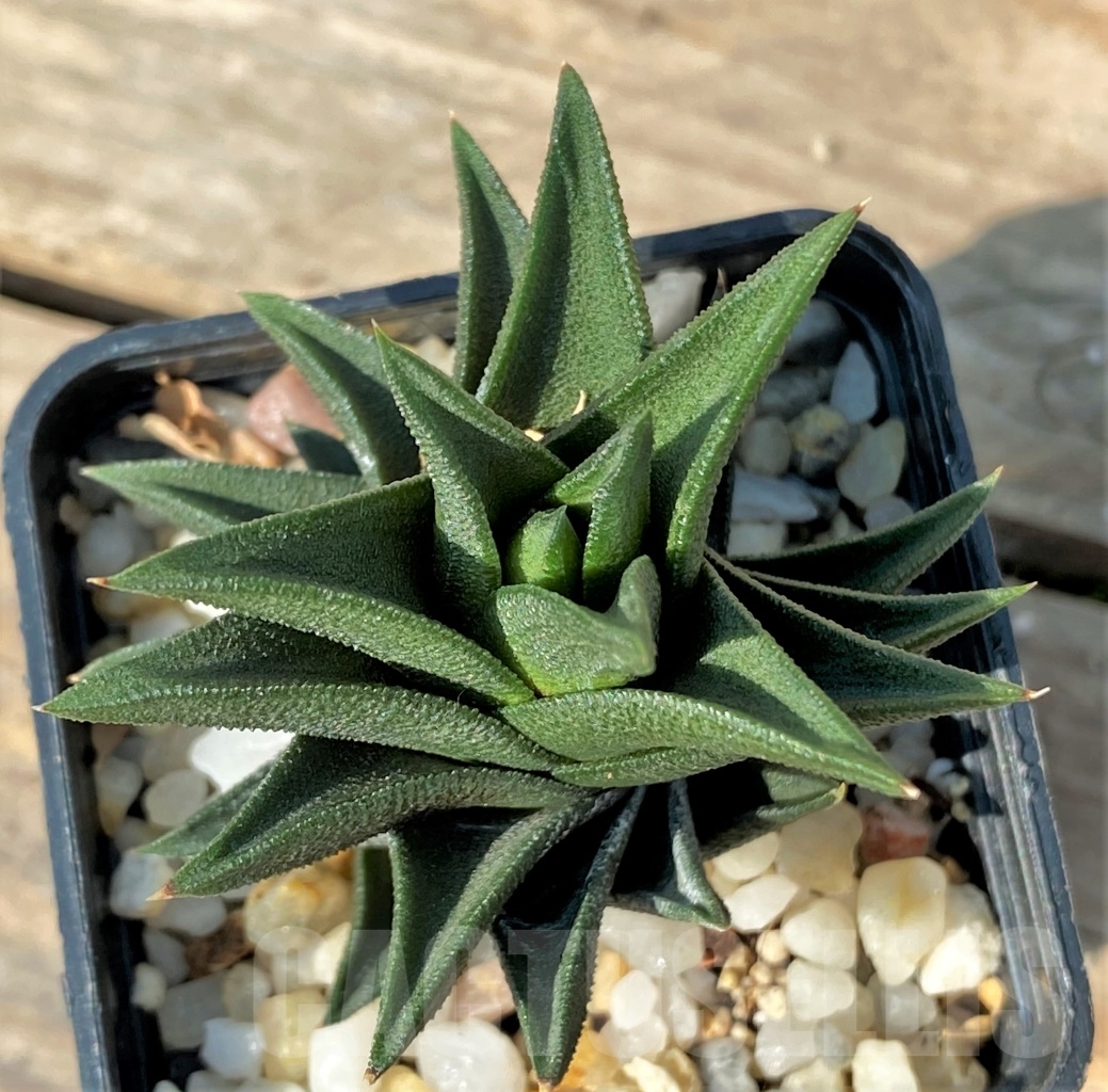 SHPR12530 Haworthia tortuosa - immagine 2