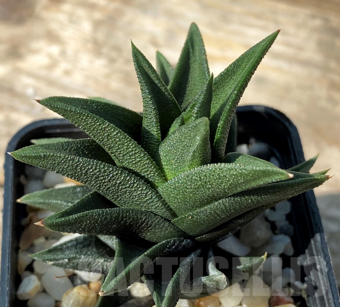 SHPR12530 Haworthia tortuosa - immagine 3