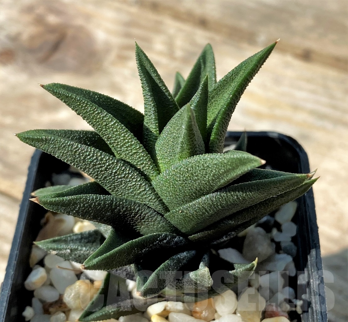 SHPR12530 Haworthia tortuosa