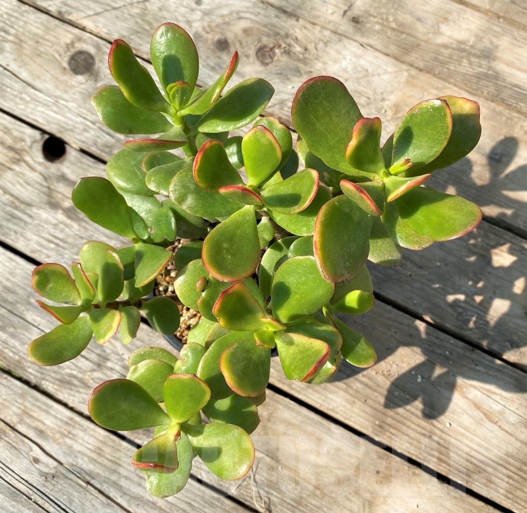 SHPR12531 Crassula ovata 'Hummel's Sunset' - immagine 3