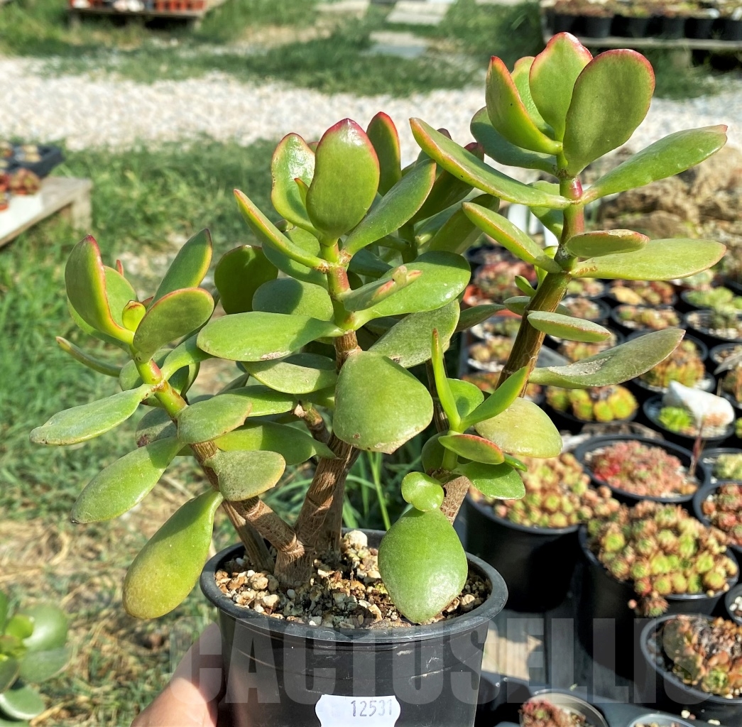 SHPR12531 Crassula ovata 'Hummel's Sunset' - immagine 2