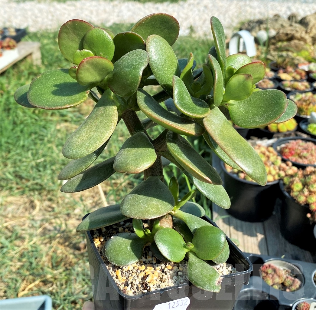 SHPR12532 Crassula ovata - immagine 2