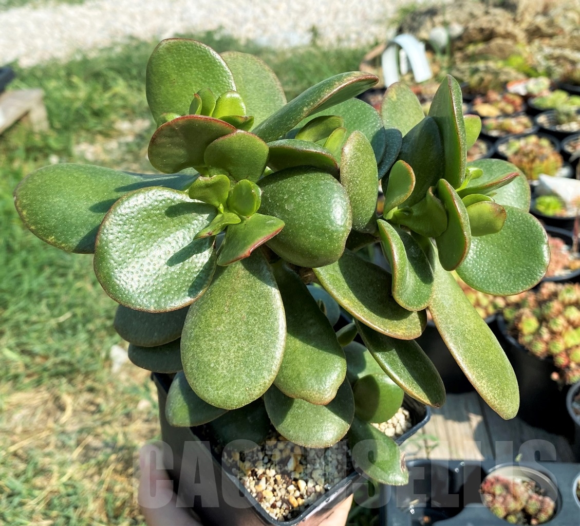 SHPR12532 Crassula ovata