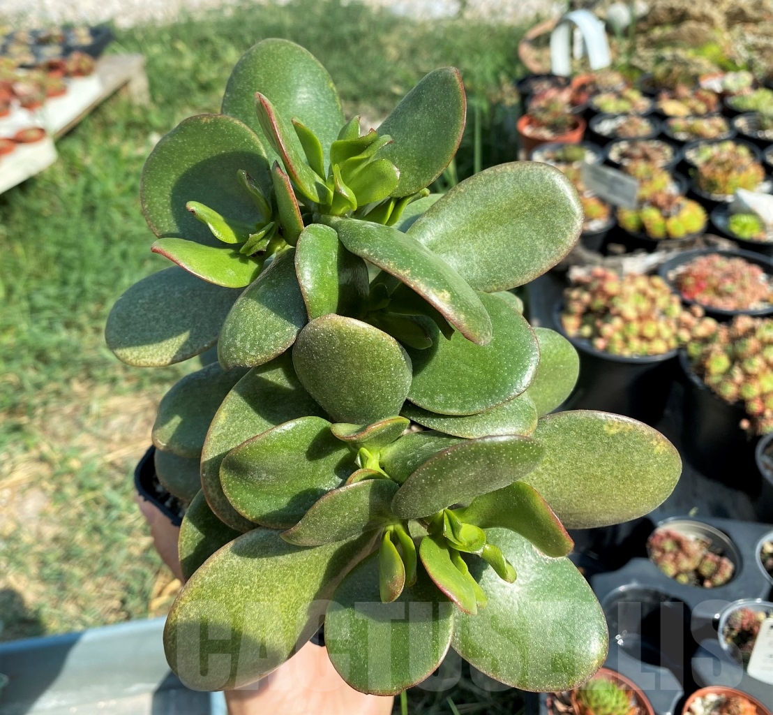 SHPR12532 Crassula ovata - immagine 3