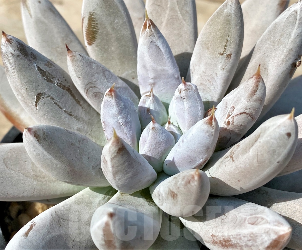 SHPR12533 Echeveria tolimanensis