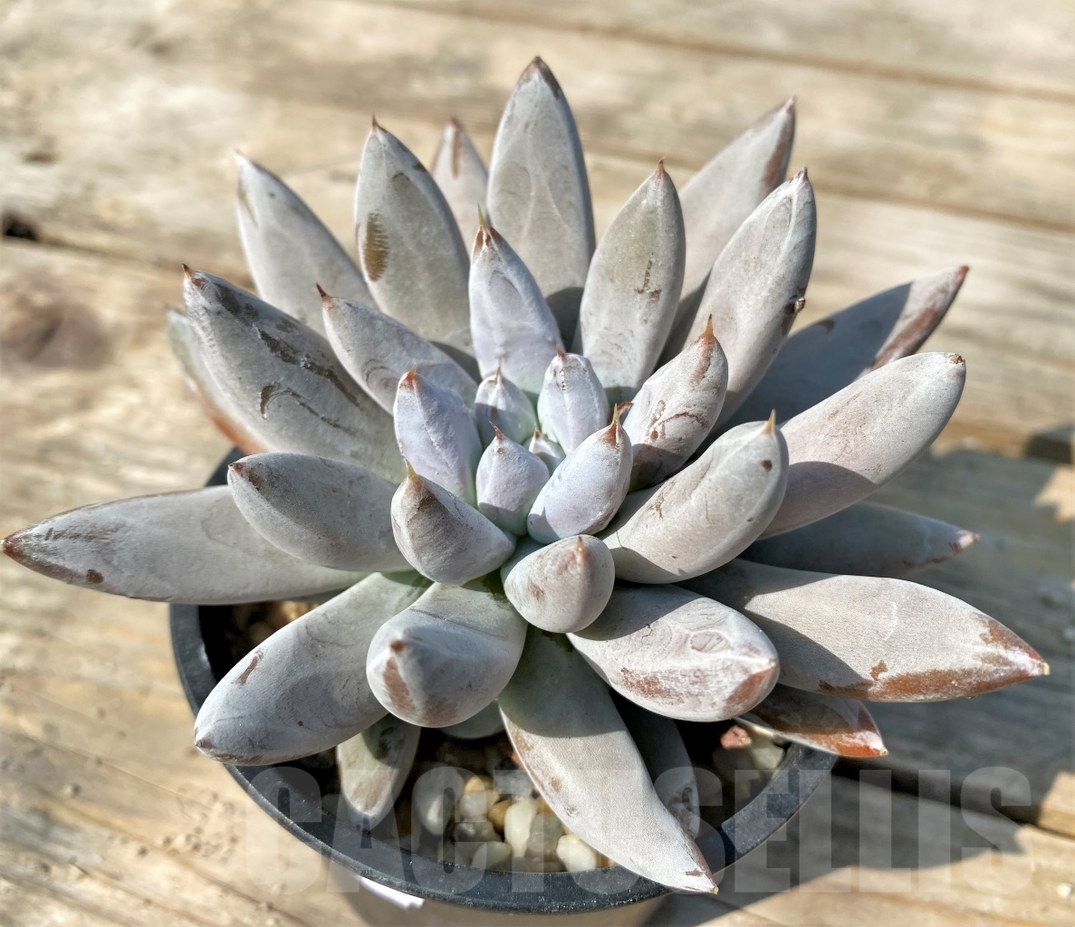 SHPR12533 Echeveria tolimanensis - immagine 2