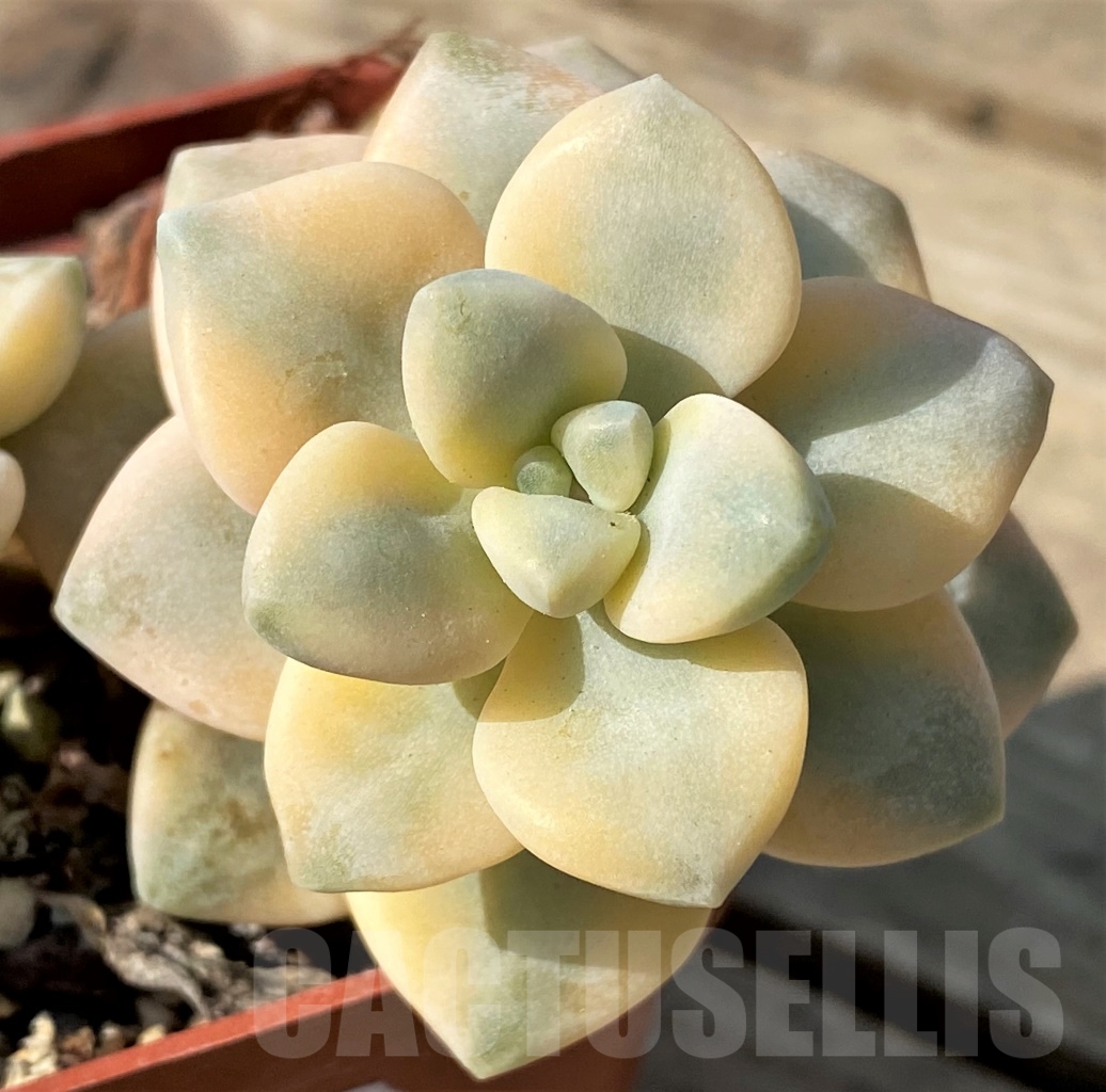 SHPR12534 Graptopetalum apricot f. variegated - Obrázek 2
