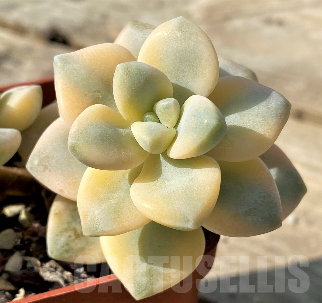 SHPR12534 Graptopetalum apricot f. variegated