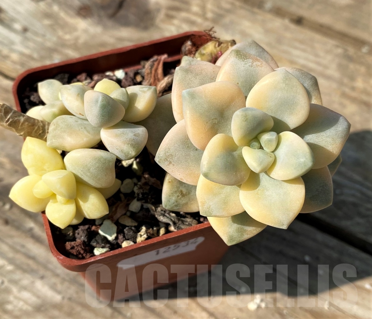SHPR12534 Graptopetalum apricot f. variegated - Obrázek 3