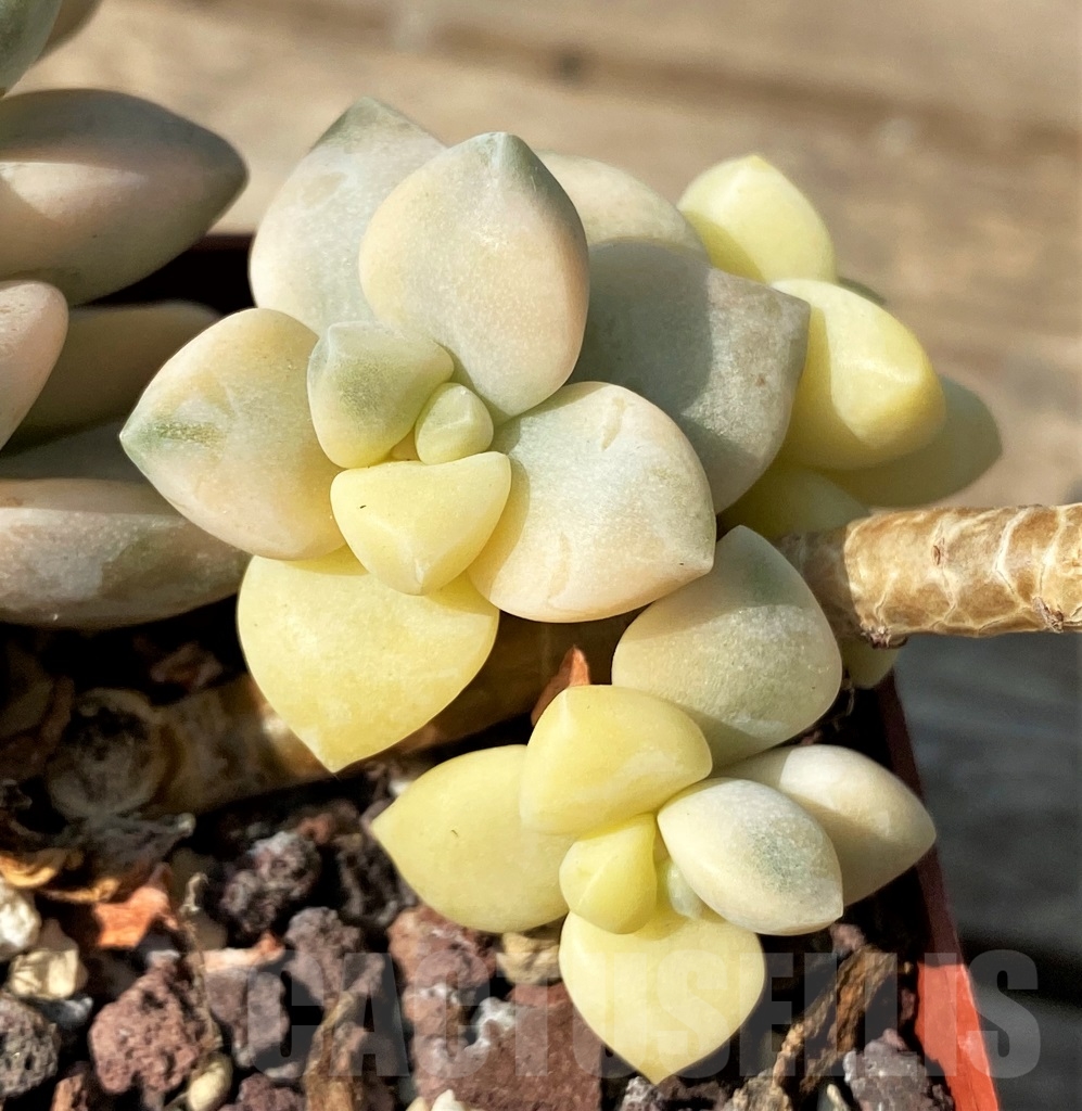 SHPR12534 Graptopetalum apricot f. variegated - Obrázek 4