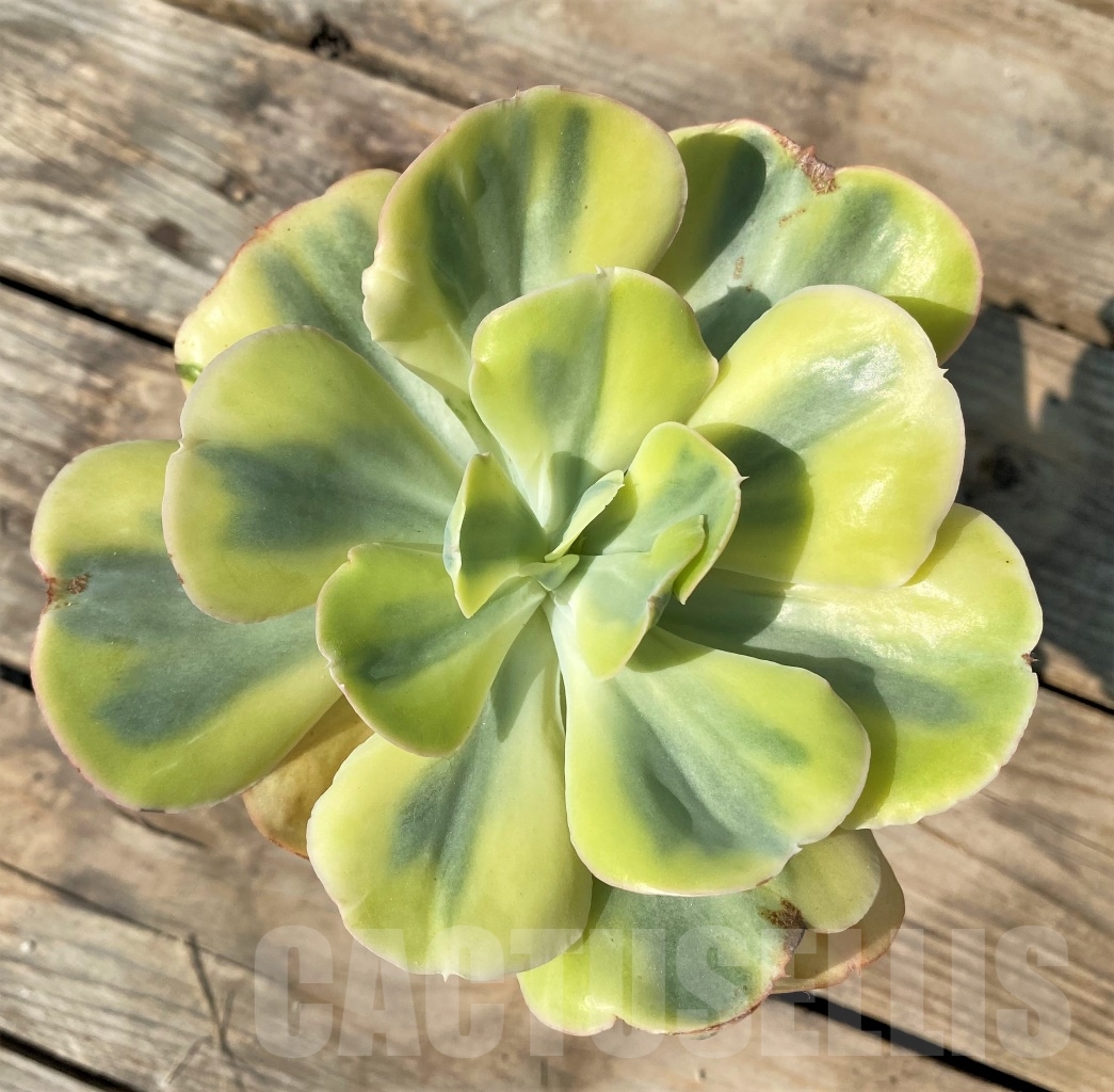 SHPR12536 Echeveria 'Winter Sunset'