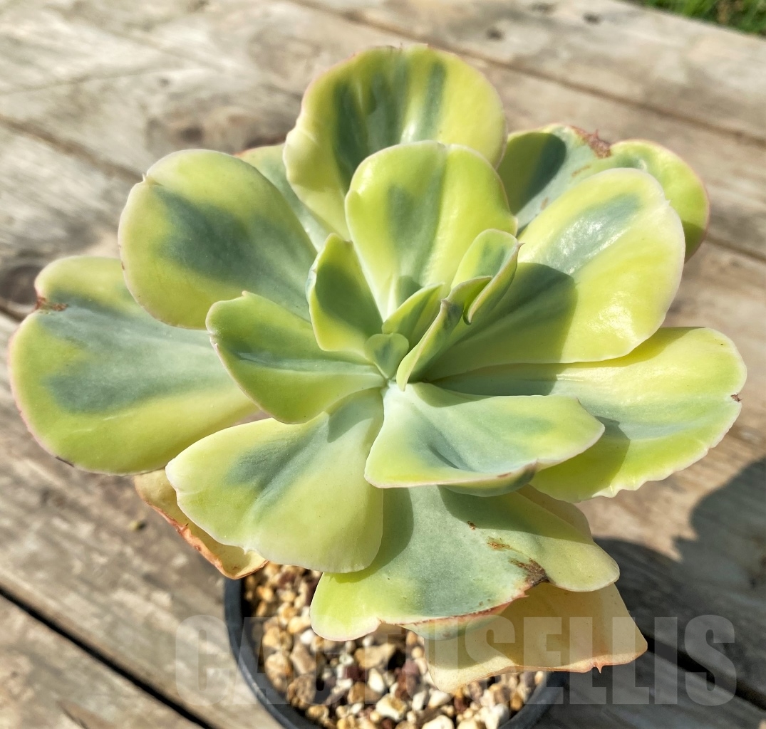 SHPR12536 Echeveria 'Winter Sunset' - Imagen 2