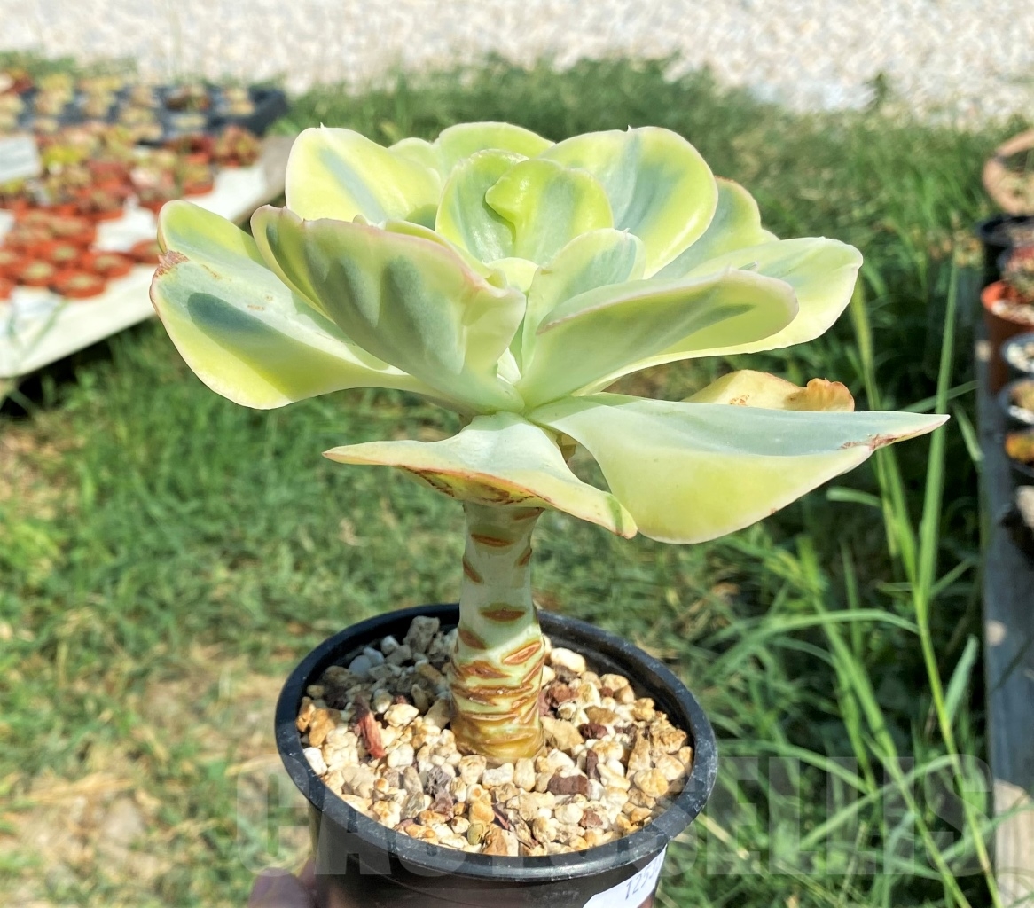 SHPR12536 Echeveria 'Winter Sunset' - Imagen 3