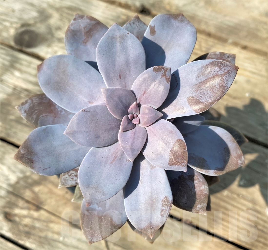 SHPR12537 Graptopetalum superbum