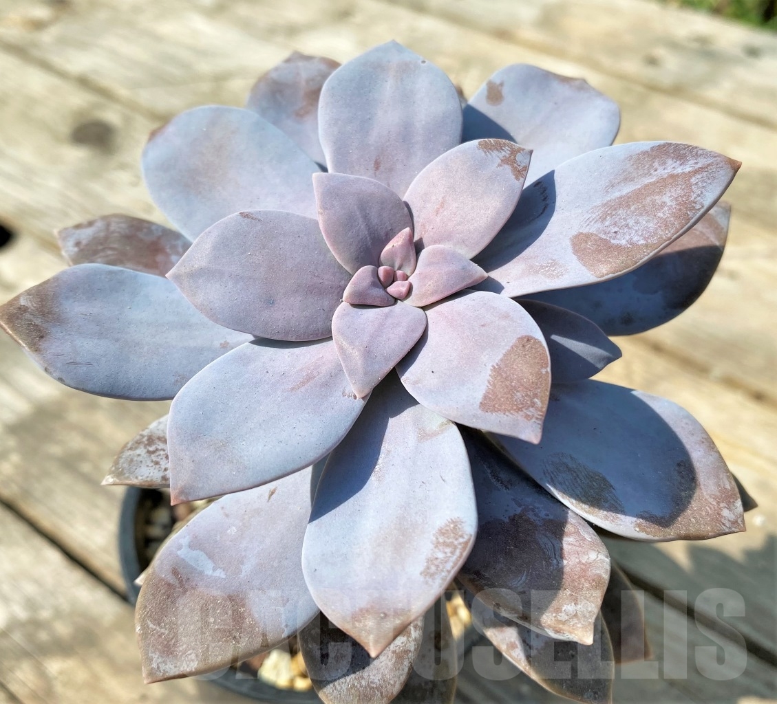 SHPR12537 Graptopetalum superbum - Obrázek 2