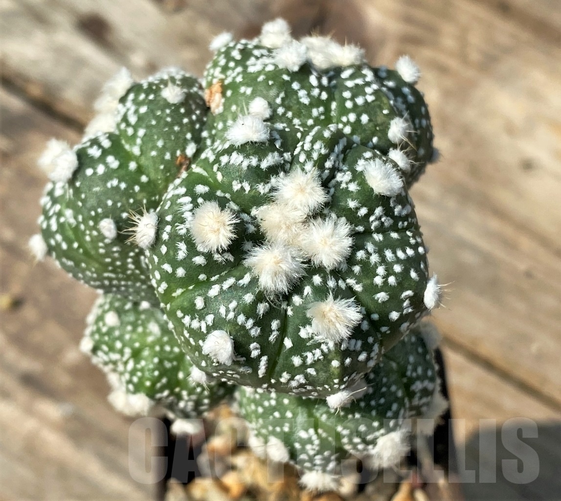 SHPR12538 Astrophytum asterias 'Ooibo', grafted