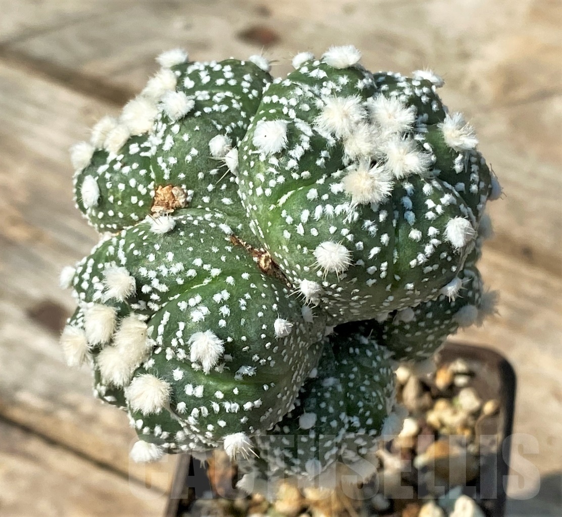 SHPR12538 Astrophytum asterias 'Ooibo', grafted - Imagen 2